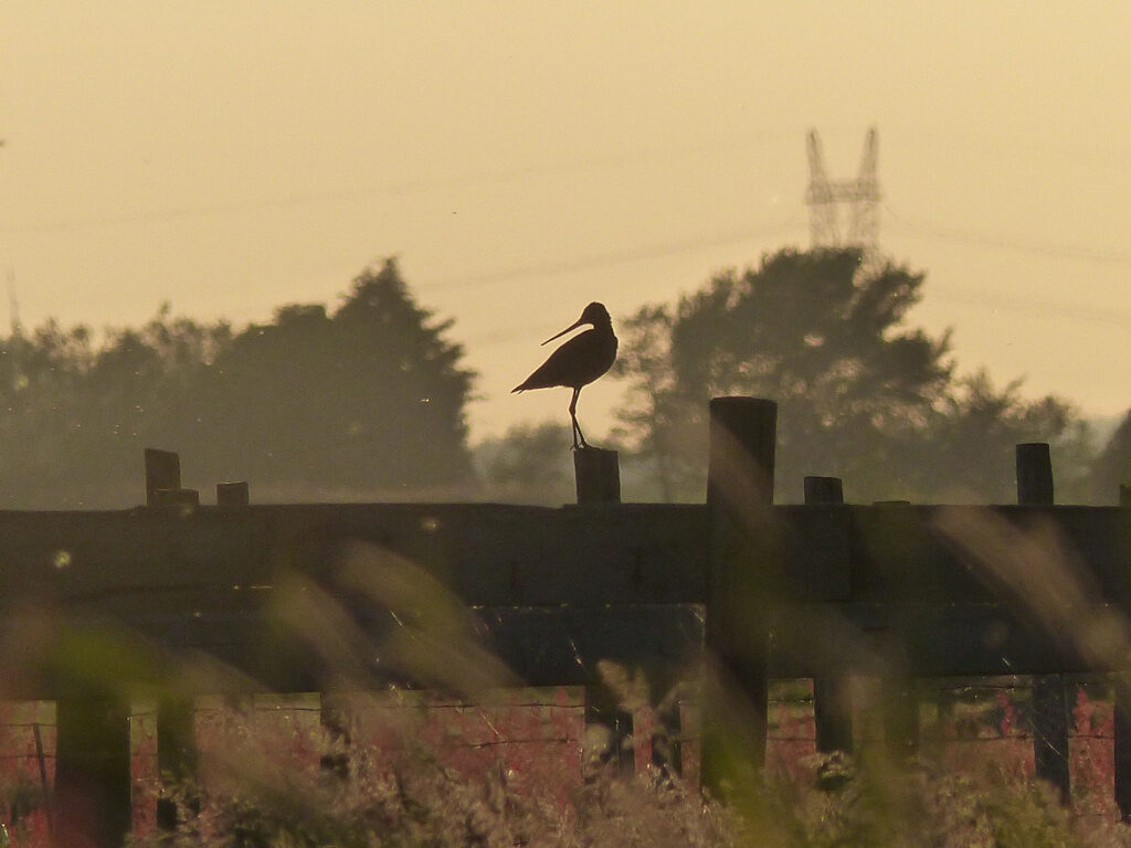 Grutto in de avond Grutto in de avond